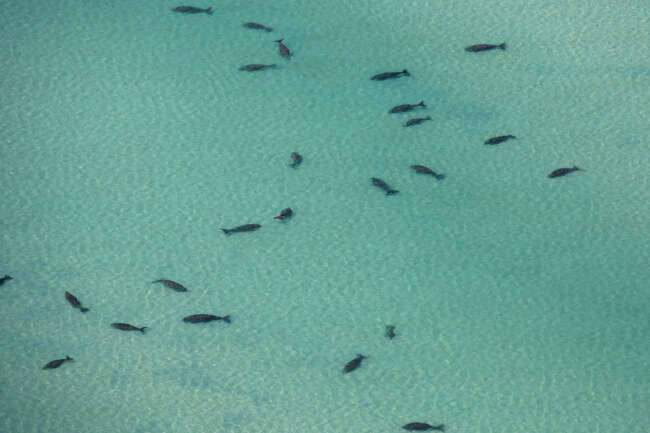 dugongs