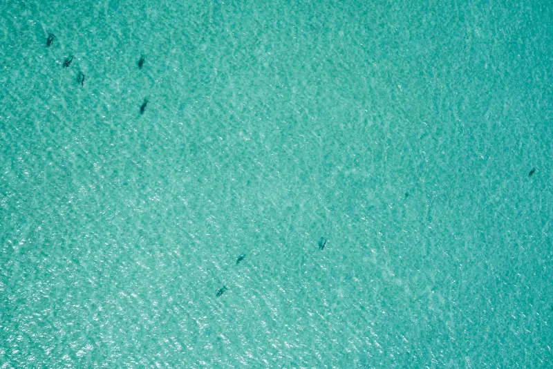 dugong aerial survey